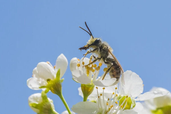 Mining bee (Andrena sp. ), harvesting pollen from anthers of Cherry tree (Prunus sp