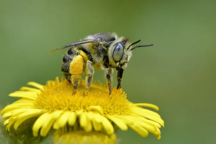 Framed Print : Mining bee / Little flower bee (Anthophora bimaculata) taking nectar and pollen Framed Print : Mining bee / Little flower bee (Anthophora bimaculata) taking nectar and pollen