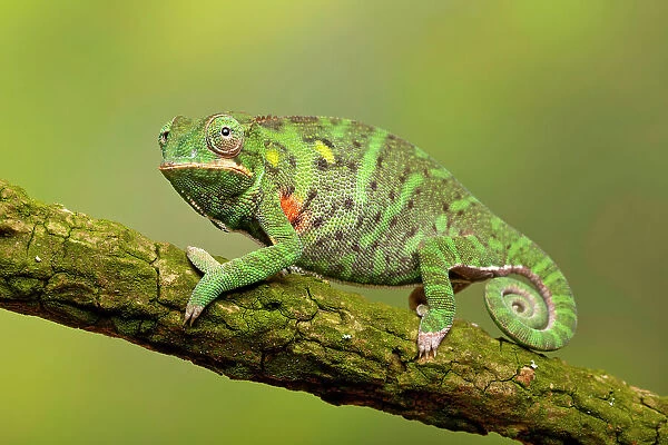 Minor's chameleon (Furcifer minor) on tree branch, Madagascar