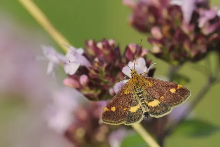 Framed Print : Mint moth (Pyrausta aurata) feeding on Wild marjoram flower (Origanum vulgare), chalk Framed Print : Mint moth (Pyrausta aurata) feeding on Wild marjoram flower (Origanum vulgare), chalk