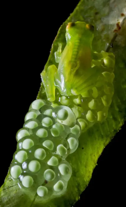 Framed Print : Minute Glassfrog (Centrolene peristictum) male guarding eggs, Mindo, Pichincha, Ecuador Framed Print : Minute Glassfrog (Centrolene peristictum) male guarding eggs, Mindo, Pichincha, Ecuador