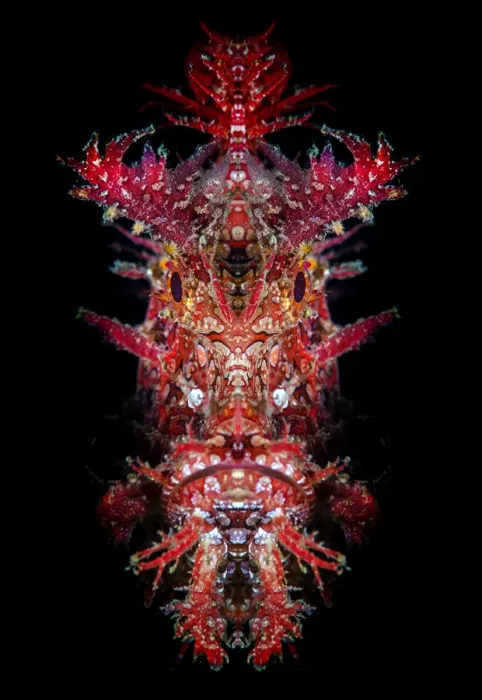 Framed Print : Mirrored portrait of a Weedy scorpionfish (Rhinopias frondosa) Framed Print : Mirrored portrait of a Weedy scorpionfish (Rhinopias frondosa)