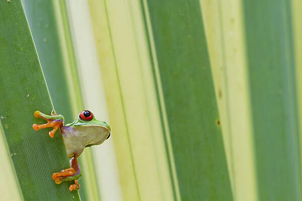Misfit  /  Jumping leaf frog (Agalychnis saltator) looking out from behind leaf, Siquirres