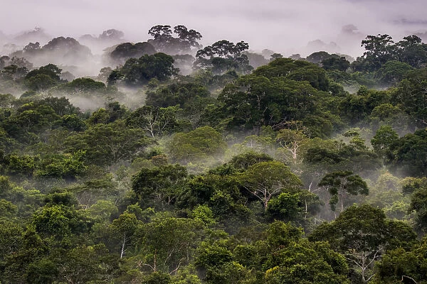 Mist in Amazonian canopy at dawn, Tambopata, Madre de Dios, Peru, March 2016