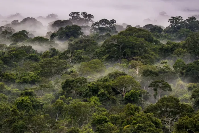 Framed Print : Mist in Amazonian canopy at dawn, Tambopata, Madre de Dios, Peru, March 2016 Framed Print : Mist in Amazonian canopy at dawn, Tambopata, Madre de Dios, Peru, March 2016