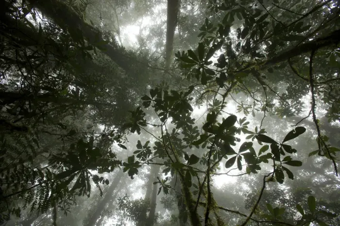 Framed Print : Mist in the cloud forest at Sombom Ridge, Saruwaged Range, Huon Peninsula, Papua Framed Print : Mist in the cloud forest at Sombom Ridge, Saruwaged Range, Huon Peninsula, Papua