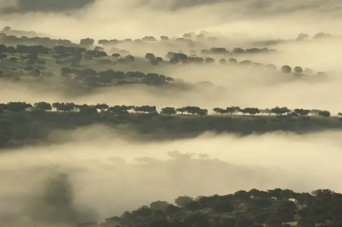 Framed Print : Mist over dehesa landscape, Monfrague National Park, Extremadura, Spain, February 2007 Framed Print : Mist over dehesa landscape, Monfrague National Park, Extremadura, Spain, February 2007