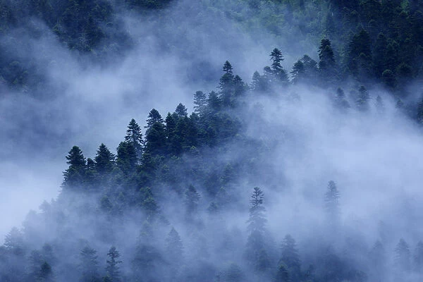 Mist drifting over a Nordmann fir (Abies nordmanniana) forest, near Dombay, Teberdinsky