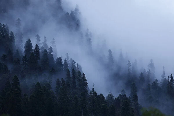 Mist drifting over a Nordmann fir (Abies nordmanniana) forest, near Dombay, Teberdinsky