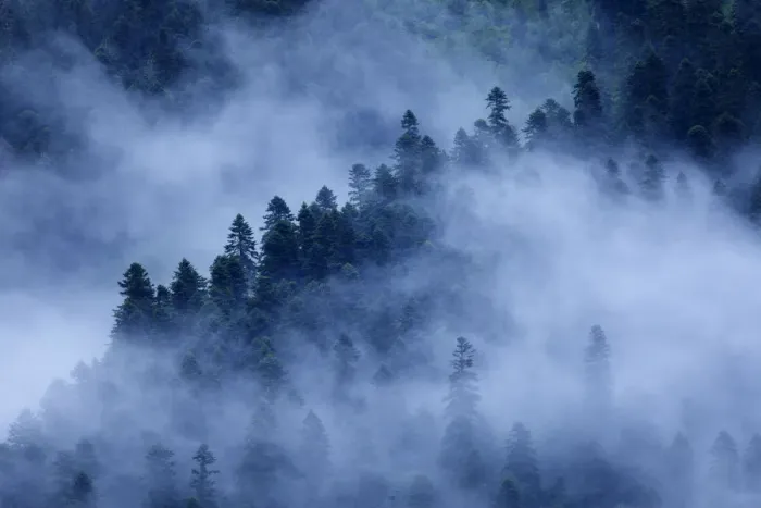 Framed Print : Mist drifting over a Nordmann fir (Abies nordmanniana) forest, near Dombay, Teberdinsky Framed Print : Mist drifting over a Nordmann fir (Abies nordmanniana) forest, near Dombay, Teberdinsky