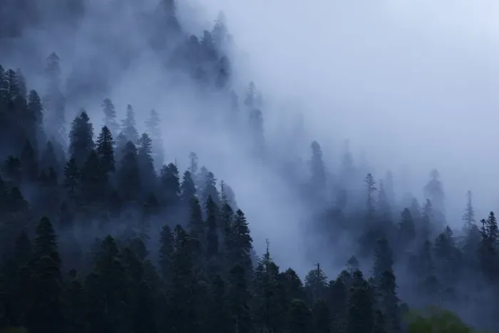 Framed Print : Mist drifting over a Nordmann fir (Abies nordmanniana) forest, near Dombay, Teberdinsky Framed Print : Mist drifting over a Nordmann fir (Abies nordmanniana) forest, near Dombay, Teberdinsky