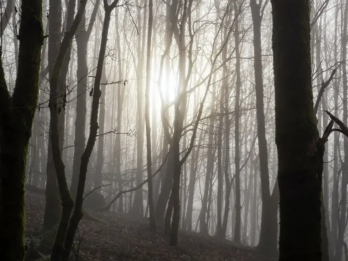 Framed Print : Mist drifting through woodland with trees backlit by the sun, Ambleside, Lake District, Cumbria, UK. December, 2021 Framed Print : Mist drifting through woodland with trees backlit by the sun, Ambleside, Lake District, Cumbria, UK. December, 2021
