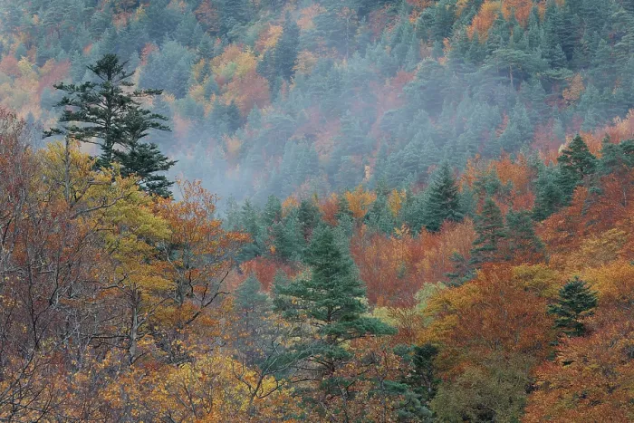 Framed Print : Mist over forested valley in autumn, Selva de Oza, Valles Occidentales Natural Park, Pyrenees, Spain. November, 2023 Framed Print : Mist over forested valley in autumn, Selva de Oza, Valles Occidentales Natural Park, Pyrenees, Spain. November, 2023