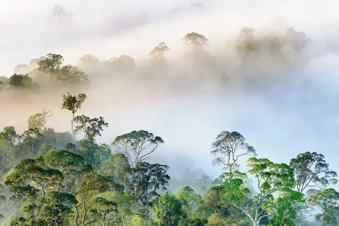 Framed Print : Mist hanging over Lowland Dipterocarp Rainforest just after sunrise. Danum Valley Conservation Area, Sabah, Borneo