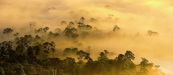 Mist hanging over lowland rainforest just after sunrise in the heart of Maliau Basin - Sabah's Lost World'. Lobah Camp, Maliau Basin, Borneo