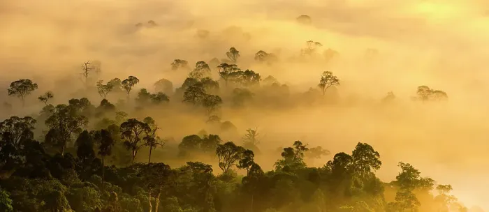 Framed Print : Mist hanging over lowland rainforest just after sunrise in the heart of Maliau Basin - Sabah's Lost World'. Lobah Camp, Maliau Basin, Borneo Framed Print : Mist hanging over lowland rainforest just after sunrise in the heart of Maliau Basin - Sabah's Lost World'. Lobah Camp, Maliau Basin, Borneo