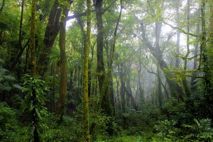 Framed Print : Mist through trees in Eastern Australian temperate rainforest, Border Ranges, Queensland, Australia. September, 2022 Framed Print : Mist through trees in Eastern Australian temperate rainforest, Border Ranges, Queensland, Australia. September, 2022