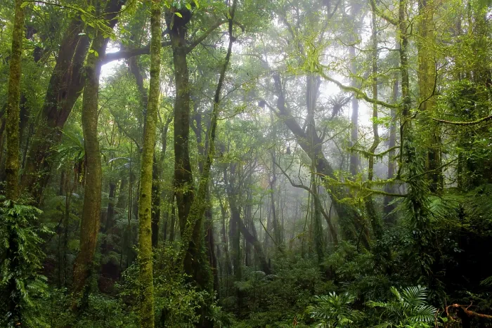 Framed Print : Mist through trees in Eastern Australian temperate rainforest, Border Ranges, Queensland, Australia. September, 2022