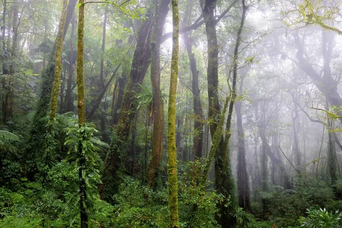 Framed Print : Mist among trees in high altitude rainforest, (Gondwana Rainforests of Australia, UNESCO World Heritage), Border Ranges, Queensland, Australia. September, 2022 Framed Print : Mist among trees in high altitude rainforest, (Gondwana Rainforests of Australia, UNESCO World Heritage), Border Ranges, Queensland, Australia. September, 2022