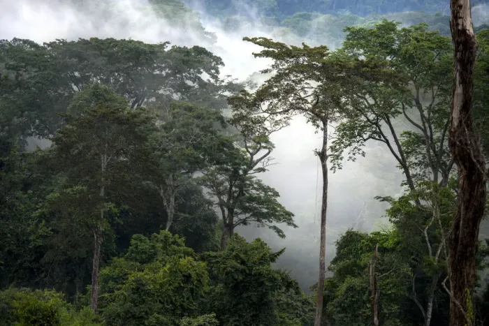 Framed Print : Mist through the trees in the mostly impenetrable equatorial rainforest, Gabon Framed Print : Mist through the trees in the mostly impenetrable equatorial rainforest, Gabon