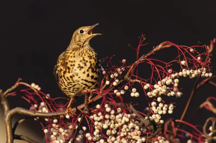 Framed Print : Mistle thrush (Turdus viscivorus) calling perched on rowan tree. London, UK. December Framed Print : Mistle thrush (Turdus viscivorus) calling perched on rowan tree. London, UK. December