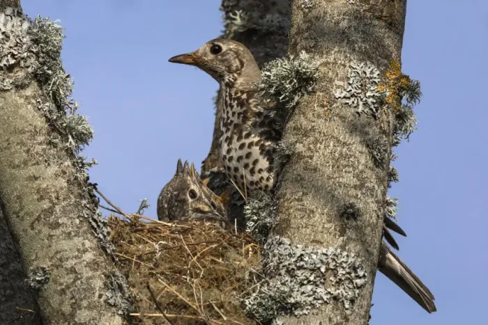 Framed Print : Mistle thrush (Turdus viscivorus) with chick in nest, Northumberland National Park, UK Framed Print : Mistle thrush (Turdus viscivorus) with chick in nest, Northumberland National Park, UK