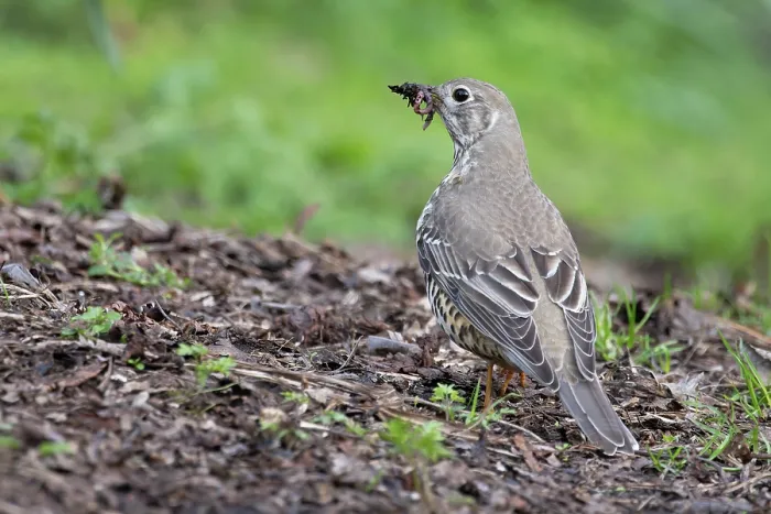 Framed Print : Mistle thrush (Turdus viscivorus) collecting worms, food for chicks, Edinburgh, UK. April Framed Print : Mistle thrush (Turdus viscivorus) collecting worms, food for chicks, Edinburgh, UK. April