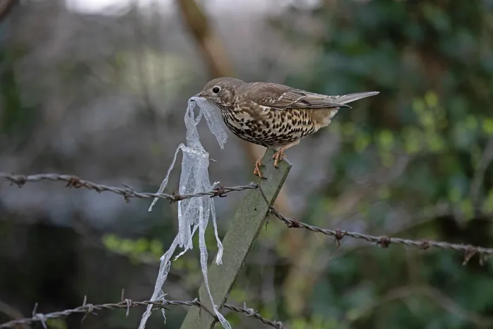 Framed Print : Mistle thrush (Turdus viscivorus) gathering plastic waste for nest. Norwich, UK. March Framed Print : Mistle thrush (Turdus viscivorus) gathering plastic waste for nest. Norwich, UK. March