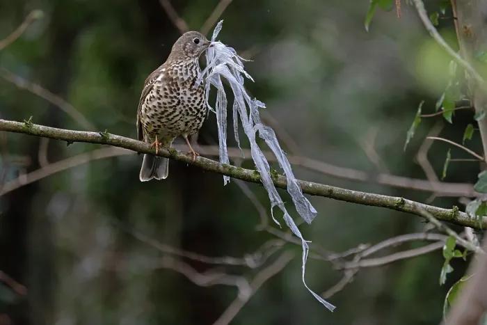 Framed Print : Mistle thrush (Turdus viscivorus) gathering plastic waste for nest. Norwich, UK. March