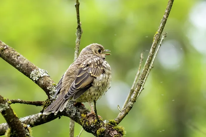 Framed Print : Mistle thrush (Turdus viscivorus) juvenile, perched on branch, Ambleside, Lake District, Cumbria, UK. May Framed Print : Mistle thrush (Turdus viscivorus) juvenile, perched on branch, Ambleside, Lake District, Cumbria, UK. May