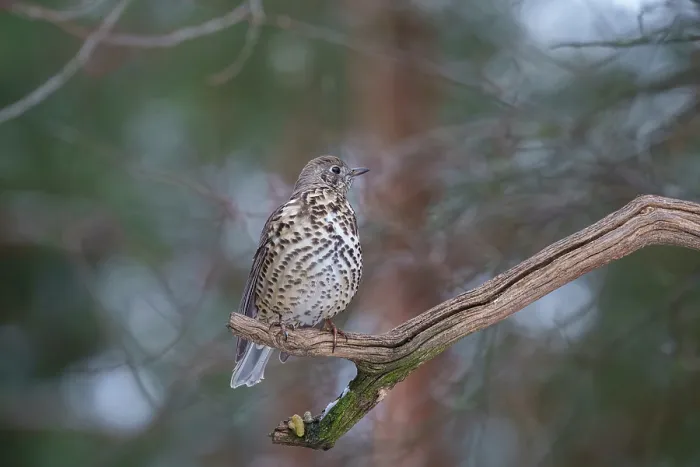 Framed Print : Mistle thrush (Turdus viscivorus) perched on a branch, Bialowieza Forest UNESCO World Heritage Site, Poland. December Framed Print : Mistle thrush (Turdus viscivorus) perched on a branch, Bialowieza Forest UNESCO World Heritage Site, Poland. December
