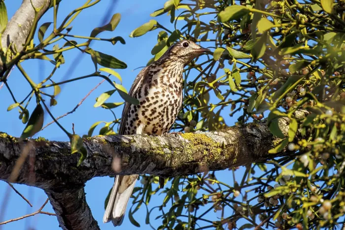 Framed Print : Mistle thrush (Turdus viscivorus) perched on branch next to Mistletoe (Viscum album), Bavaria, Germany. January Framed Print : Mistle thrush (Turdus viscivorus) perched on branch next to Mistletoe (Viscum album), Bavaria, Germany. January