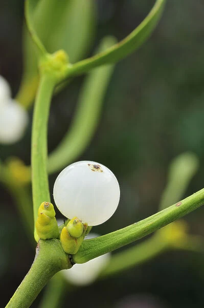 Mistletoe (Viscum album) close-up of berries, England, December