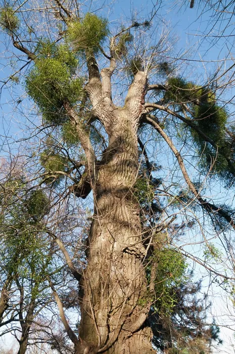 Framed Print : Mistletoe (Viscum album) parasitizing Carolina poplar (Populus x canadensis) tree, Wallington, Surrey, England. January Framed Print : Mistletoe (Viscum album) parasitizing Carolina poplar (Populus x canadensis) tree, Wallington, Surrey, England. January