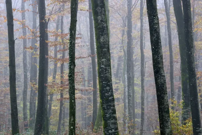 Framed Print : Misty Beech (Fagus sylvatica) forest in autumn, Vosges mountains, France, November 2013 Framed Print : Misty Beech (Fagus sylvatica) forest in autumn, Vosges mountains, France, November 2013