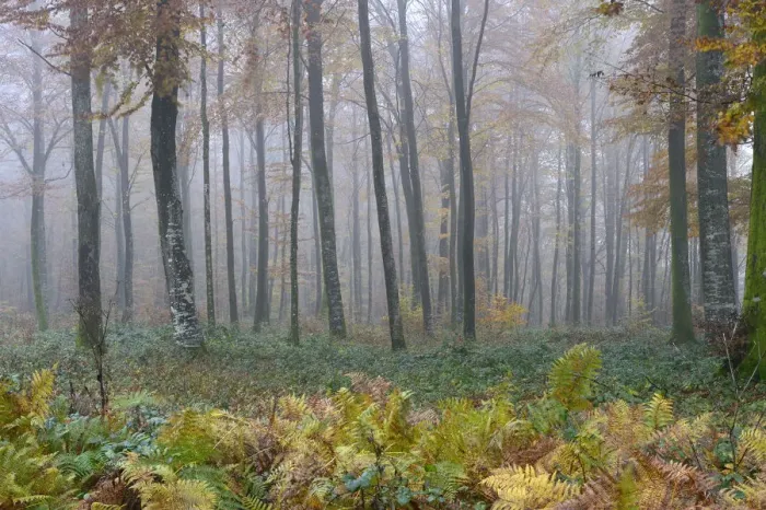 Framed Print : Misty Beech (Fagus sylvatica) forest in autumn, Vosges mountains, France, November 2013 Framed Print : Misty Beech (Fagus sylvatica) forest in autumn, Vosges mountains, France, November 2013