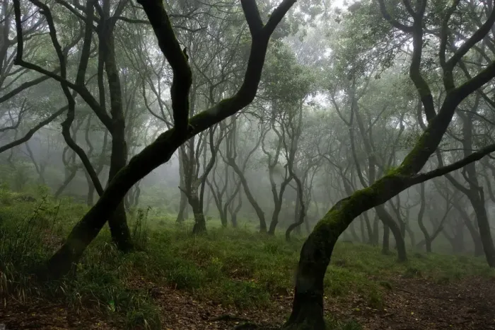 Framed Print : Misty forest in the Pico de Encumeada area, Madeira, March 2009 Framed Print : Misty forest in the Pico de Encumeada area, Madeira, March 2009