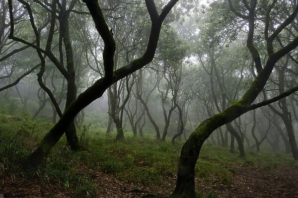 Misty forest in the Pico de Encumeada area, Madeira, March 2009