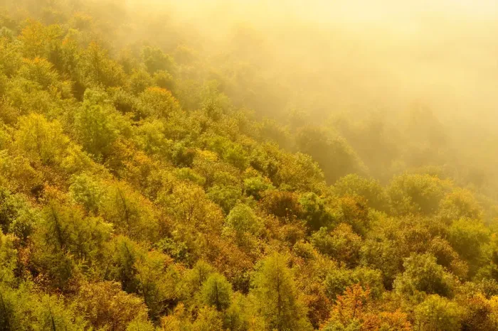 Framed Print : A misty morning over a mixed woodland in autumn. Kinnoull Hill Woodland Park, Perthshire Framed Print : A misty morning over a mixed woodland in autumn. Kinnoull Hill Woodland Park, Perthshire