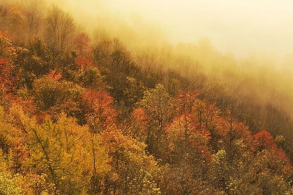 A misty morning view over a mixed woodland in autumn, Kinnoull Hill Woodland Park