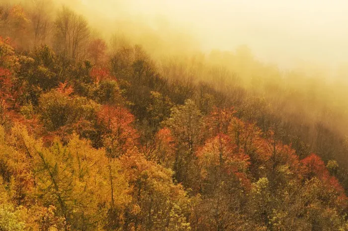 Framed Print : A misty morning view over a mixed woodland in autumn, Kinnoull Hill Woodland Park Framed Print : A misty morning view over a mixed woodland in autumn, Kinnoull Hill Woodland Park