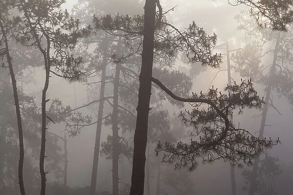 Misty Pine (Pinus) forest. Milpa Alta forest, outskirts of Mexico City, Mexico. June