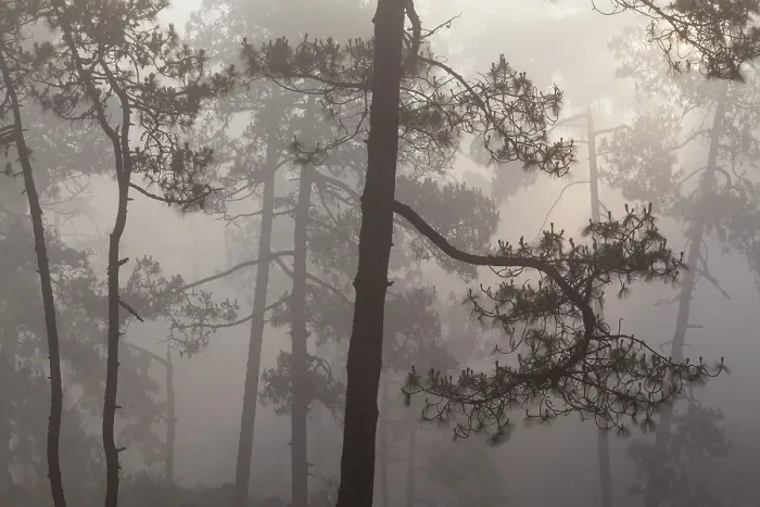 Framed Print : Misty Pine (Pinus) forest. Milpa Alta forest, outskirts of Mexico City, Mexico. June Framed Print : Misty Pine (Pinus) forest. Milpa Alta forest, outskirts of Mexico City, Mexico. June