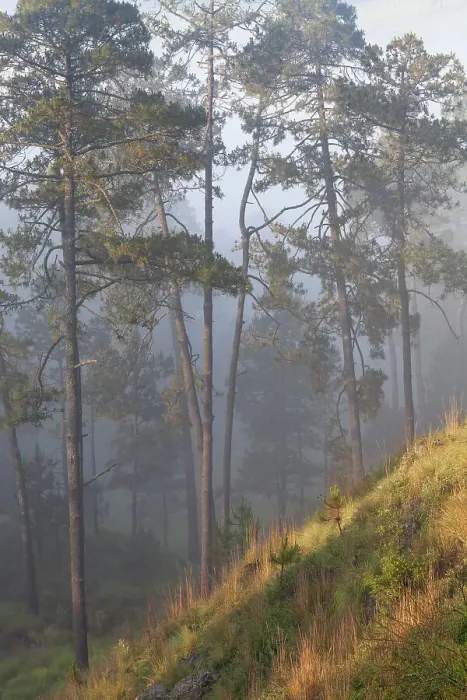 Framed Print : Misty Pine (Pinus) forest. Milpa Alta forest, outskirts of Mexico City, Mexico. June