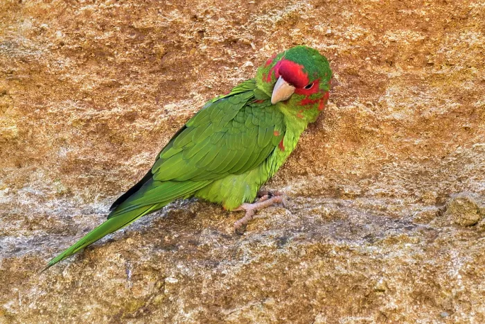 Framed Print : Mitred parakeet (Psittacara mitratus) perched on rock ledge, preening. Captive, occurs in South America Framed Print : Mitred parakeet (Psittacara mitratus) perched on rock ledge, preening. Captive, occurs in South America