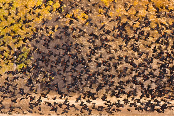 Mixed Blackbird flock, mostly Red-winged Blackbirds (Agelaius phoeniceus), in flight