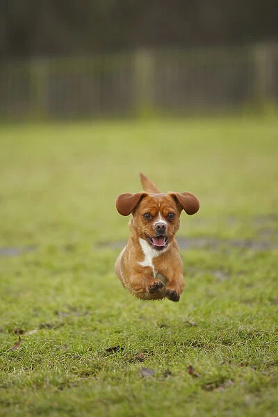 Mixed Breed dog running on grass, towards camera