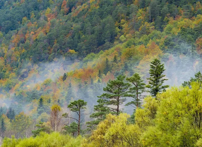 Framed Print : Mixed decidious forest, autumm, Ordesa National Park, Aragon, Pyrenees, Spain Framed Print : Mixed decidious forest, autumm, Ordesa National Park, Aragon, Pyrenees, Spain