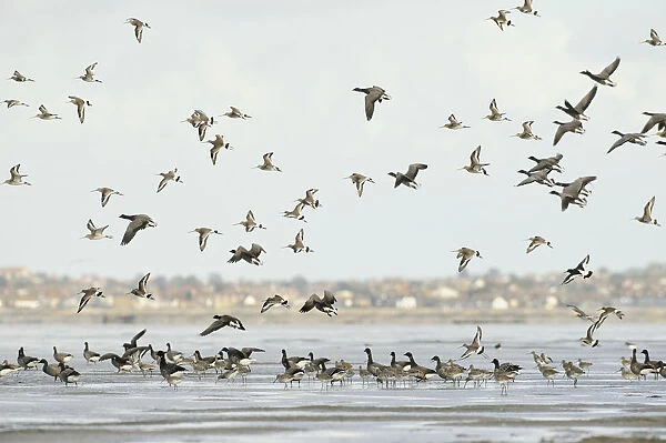 Mixed flock of Dark-bellied brent geese (Branta bernicla bernicla) and Black-tailed godwit