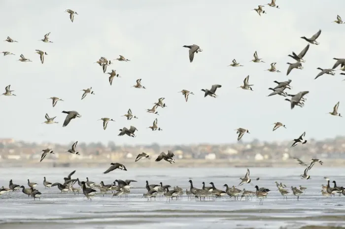 Framed Print : Mixed flock of Dark-bellied brent geese (Branta bernicla bernicla) and Black-tailed godwit Framed Print : Mixed flock of Dark-bellied brent geese (Branta bernicla bernicla) and Black-tailed godwit